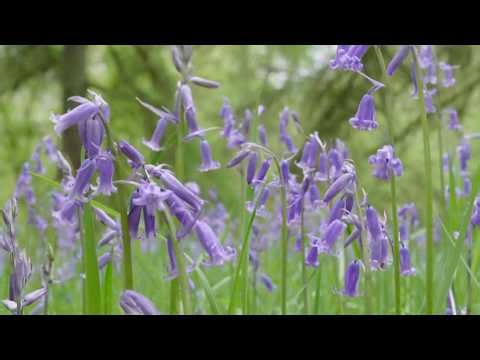Hay fever hits early as tree pollen levels ‘very high’ (UK) 26/Feb/2026