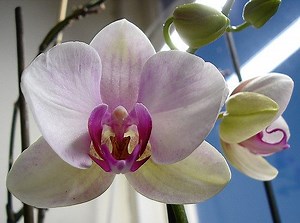 Lighting For Orchids Indoors The Truth About Orchid Lighting - Hydroponic Orchids