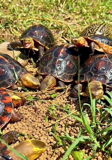 Fastest way to a turtle’s heart….😉#boxturtle #animalfeeding #gardenstatetortoise #turtles #tortoise #otistheturtle #funnyanimals #summervibes | Garden State Tortoise
