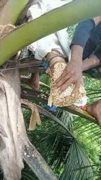 cara perawatan Manggar pohon kelapa #tutorial #farming #process #coconut