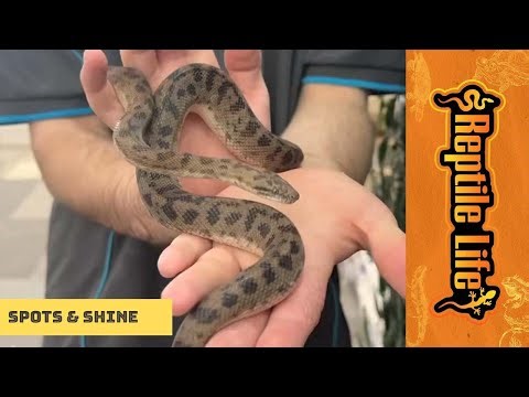 Blonde Spotted Python | Reptile Life Ferntree Gully