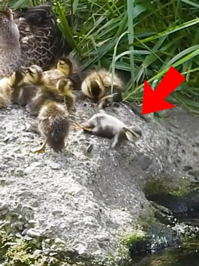 Adorable 1-Day-Old Chicks Try to Sleep on Mom!