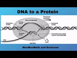 Transcription and Translation Steps