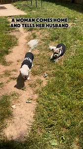 The hypnosis #el #toby #PetsofInstagram #chihuahua #dog #petcare #pet #furbaby #doglife | El-Toby Thompson
