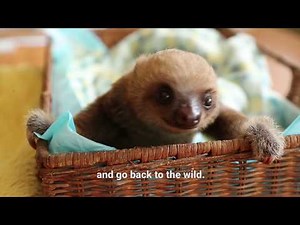 Save our Sloths: Rescue efforts underway in Panama.