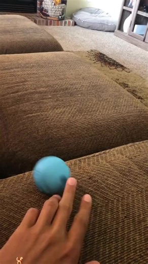 Amazing Lazy Dog Tricks