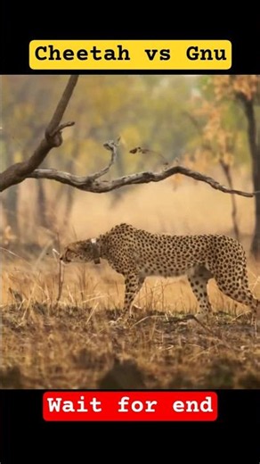 Cheetah Hunts a Gnu | The Fastest Predator in Action | Wildlife Documentary #shorts #tiger #hunting