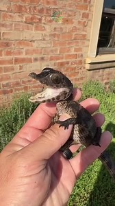 These 5 wild animals are changing right in front of us, and scientists believe they could become pets in our lifetime. Foxes in Russia are evolving shorter snouts, floppier ears, and a love for humans. Capybaras are already social and chill enough to live with dogs, cats, even crocodiles. Skunks are being bred without scent glands, and they act just like cats when raised around people. Mini pigs are becoming smaller, smarter, and friendlier every year. And raccoons? They’re literally self-domest