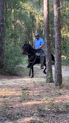 Our newest Performance stallion is a fine addition to Fox Hill Paso Fino farm. Imported from Colombia this guy is a powerhouse at only 37 months he’s going to brighten up the show ring! Meet Heredero de Villa Gloria (Sueño Cumplido de Villa Gloria x Amelia de Villa Gloria). | Fox Hill Paso Fino Farm