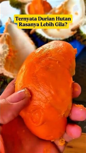Original Kalimantan Forest Durian‼️ Tastier than Ordinary Durian⁉️ The Real King of Durians⁉️