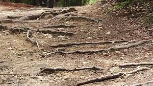 17 reactions | From fast rolling center treads , to loose corners, high performance in all weather conditions; there really isn't a whole lot of trail that the Maxxis isn't capable of tackling. Visit any of our branches near you and be part of the adventure #Adent #MTB Ronak J Shah #cyclist | Maxxis by TWL Kenya | Facebook