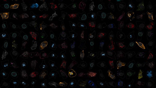 On this day in 2015, we officially launched our cell science mission. From unique tools to high-quality cell lines, our diverse teams have empowered researchers to push the boundaries of cell science. Dive deeper into our cell science research: https://www.allencell.org/ | Allen Institute