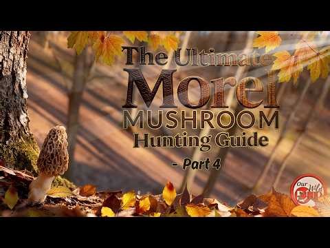 The Ultimate Morel Mushroom Hunting Guide PART 4