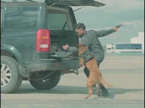 Helicopter K9 Decoy Real Life Scenario with Belgian Malinois | Disarm Takedown Demonstration