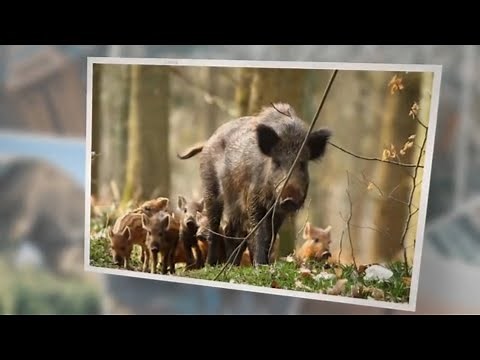 What Do Wild Pigs Eat? A Complete Guide