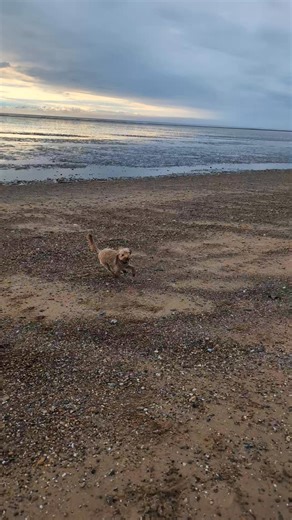 #dogtherapy #supportingchildrensmentalhealth Connecting - Mental Health Solutions in Education supporting young people's mental health with therapy dogs. ‍了 | Connecting - Mental Health Solutions in Education | Facebook