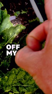 My SECRET for a pest-free backyard! 🤫 Got pests in your garden? 🐛🌿 Here are some natural ways to keep them away! Herbs aren’t just for cooking—they’re amazing for keeping your garden pest-free too! Planting them alongside your veggies helps create a healthy balance while naturally repelling those unwanted bugs. 🐝 🪻Lavender is loved by bees but hated by mosquitoes and other pests. It works great with tomatoes, squash, and melons, and the calming scent is a bonus! 🐌 🌿Rosemary can help prote