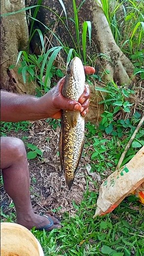 America’s Most Dangerous Invasive Predator!