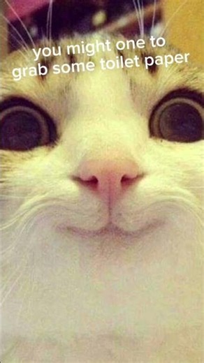 why u have to fart? #cats #funny #funnymemes #funnyanimals