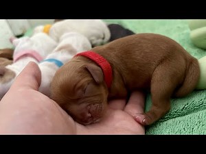 1 Day Old Cavapoo Puppy Litter
