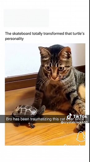 Crystal Clark on TikTok