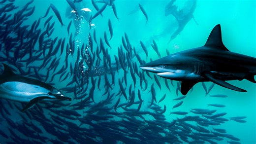 Wild Ocean: IMAX | Netflix