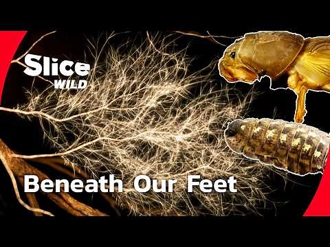 The Secret Life Beneath Our Feet I FULL DOC | SLICE WILD