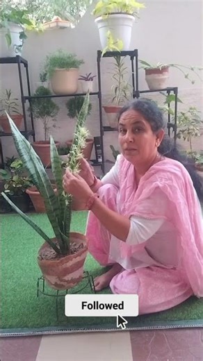 #snakeplantflower #plantslover #gardentips #plantvideo #viralshorts #naturelovers