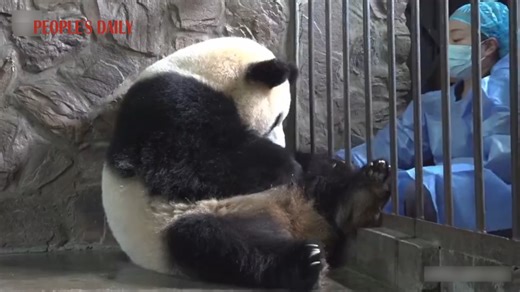 Welcome to the world, little one! Giant panda Yuan Run recently gave birth to a cub at the Chengdu Giant Panda Breeding and Research Base in SW China's Sichuan. Both mom and baby are doing well! | People's Daily, China