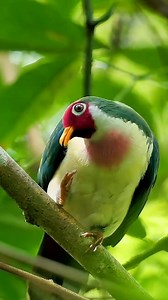 2.3K views · 17 reactions | Animals HD on Reels | Facebook