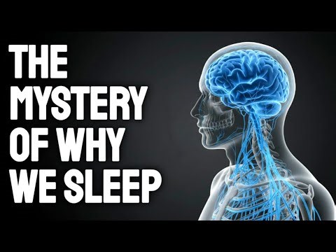 The REAL Reason Humans Sleep 8 Hours (And Why It Once Nearly Killed Us) | History for Sleep