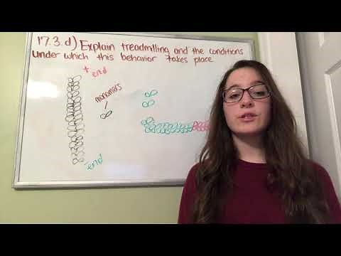 Actin Filaments and Treadmilling (BIOS 041)