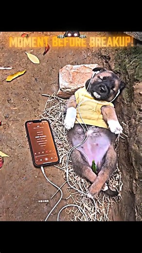 Dog Exploits! 💀 #birdtrend