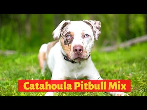 Interesting and Shocking Facts about the Catahoula Pitbull mix | Should you get one for you?