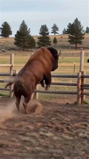 Bison Escapes Through Fence Jump 😱 #animalrescue #wildlife #shorts
