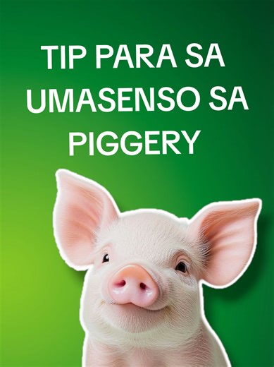 Daming ganyang tao😅😂#piggerybusiness #piggeryfarm #piggerytips #pigs #piggery Juan tamad piggery