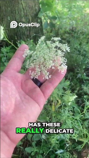 Queen Anne's Lace Weed or Edible Wonder
