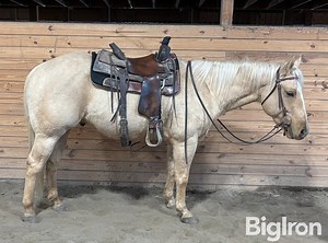 1) Soap Creek Ranch Horse - Palomino Gelding | Livestock