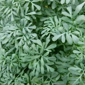 Rue care, cultivation, maintenance and more ▷➡️ Postposmo