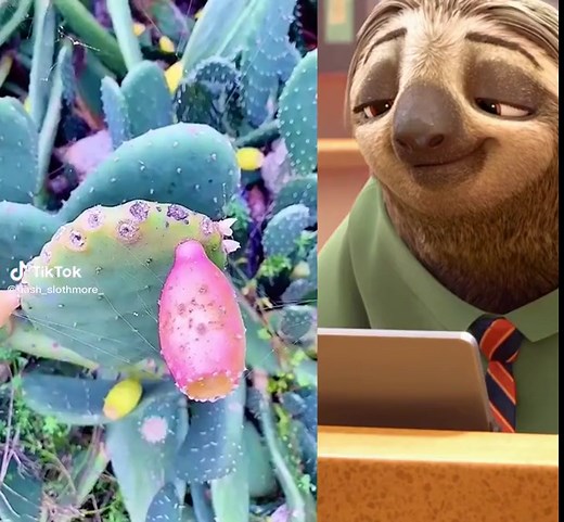 Flash Slothmore 🦥 (@flash_slothmore_)’s videos with original sound - Flash Slothmore 🦥