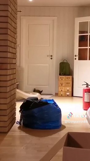Happy Ferret Secrets: Tips & Tricks