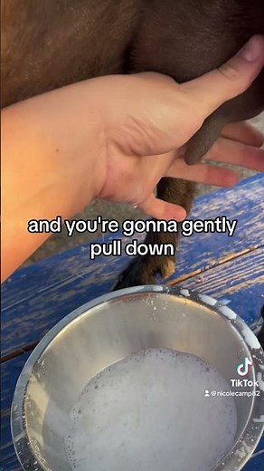 How I milk a Nigerian dwarf. Goat ❤️🐐🥛 #homesteading #farming #nigeriandwarf #homestead