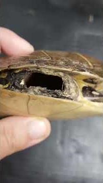 What Is Inside A Turtle Shell? #shorts