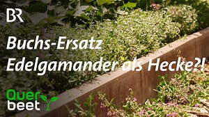 Buchs-Ersatz Edelgamander als Hecke?! Krankheiten und Schädlinge gibt’s im Garten viele. Gerade auch beim Buchs. Der Buchsbaumzünsler vernichtet dieses Jahr überall in Bayern Buchskugeln und Hecken. Zeit nach Alternativen Ausschau zu halten! Mehr im Video: | Querbeet
