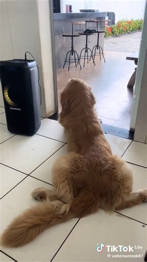 Top 5 Funny Dogs acting like Humans! #funny