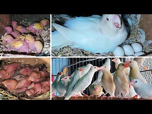 Lovebirds Mutation and Java Sparrows Breeding Setup