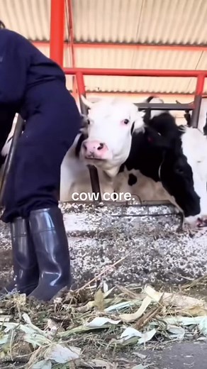 Heartwarming Moments with Cute Baby Cows and Goats
