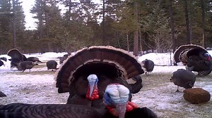 #keepitcovert | Covert Scouting Cameras