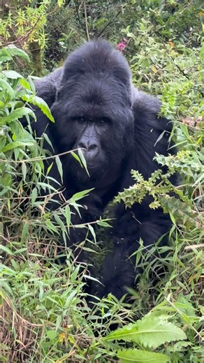 VOICE OF GORILLAS on Instagram: "Full video on how it all started Gorillas don’t mate very often. Females are fertile only a few days each month, and they usually give birth every 4–6 years. Most mating happens during this short fertile window, which is why gorillas have a very low reproductive rate. 🌿🦍 Follow us for more gorilla experiences. For inquiries and bookings: WhatsApp: +256 773 286 136 Email: kisembosimbauganda@gmail.com Website: www.kisembosimbauganda.com All rights reserved. #Gori