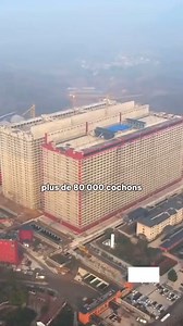 2.2M views · 11K reactions | Regardes comment l'élevage de porcs à atteint un autre niveau. Ça à ça qu'on aspire. Disponible de l'huile de neem 100% au +2250595649894 | HDN Neem | Facebook